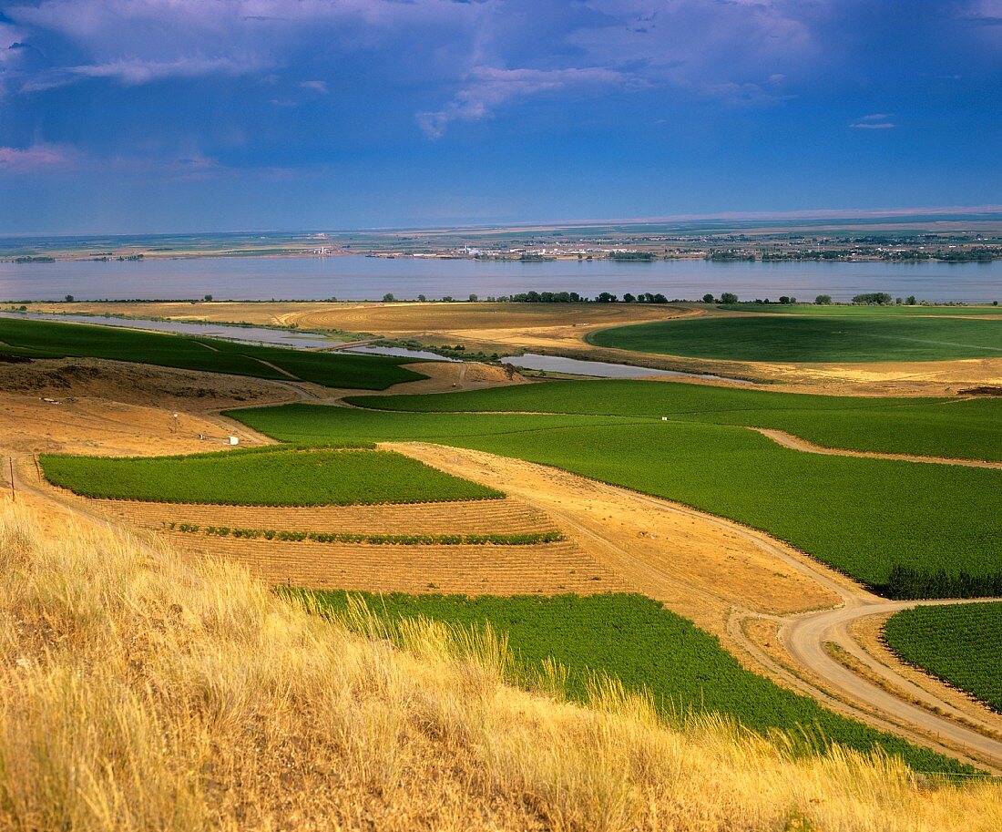 Vineyard in Columbia River district, Washington, America