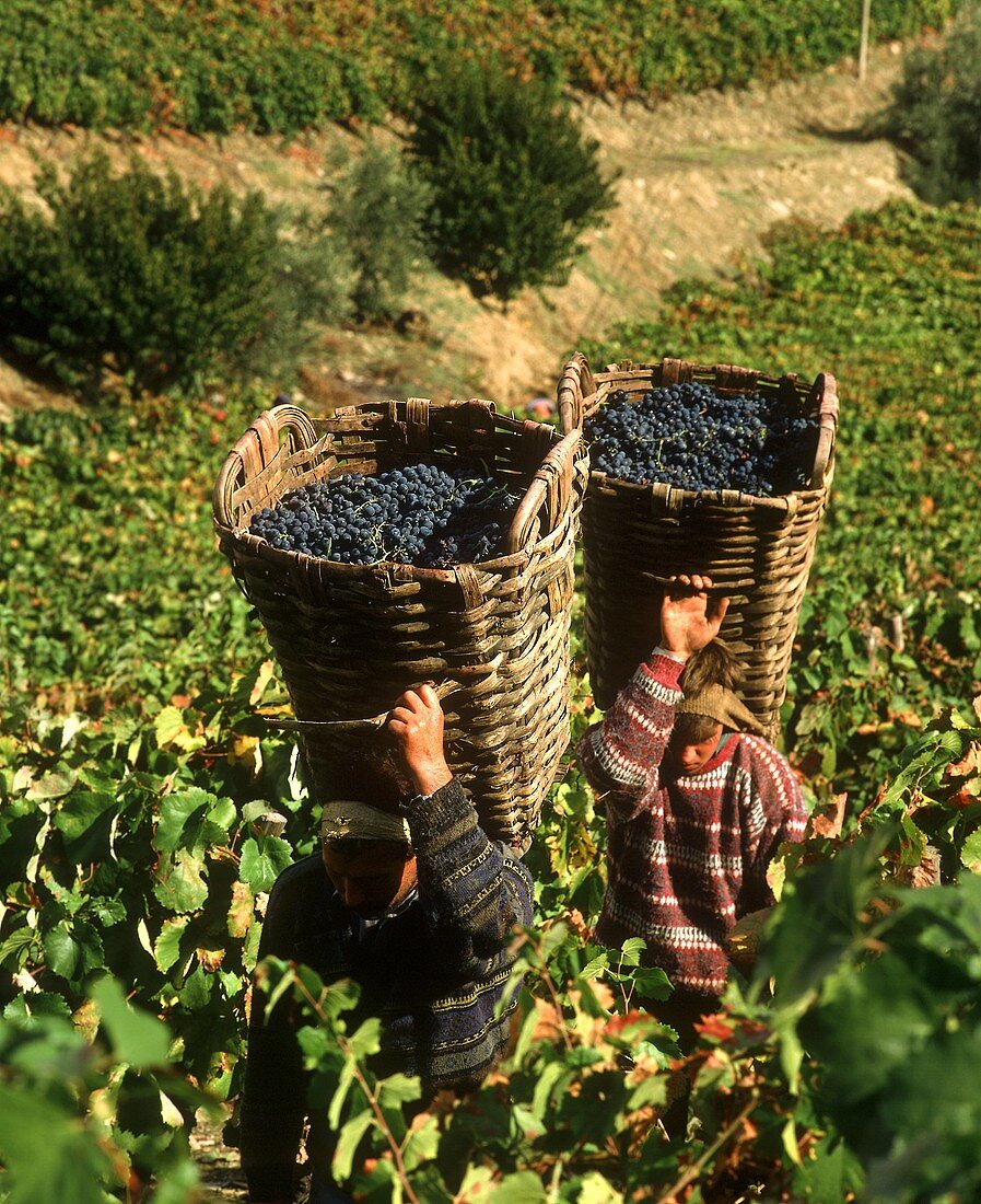 Weintrauben in traditionellen Körben, Douro Valley, Portugal
