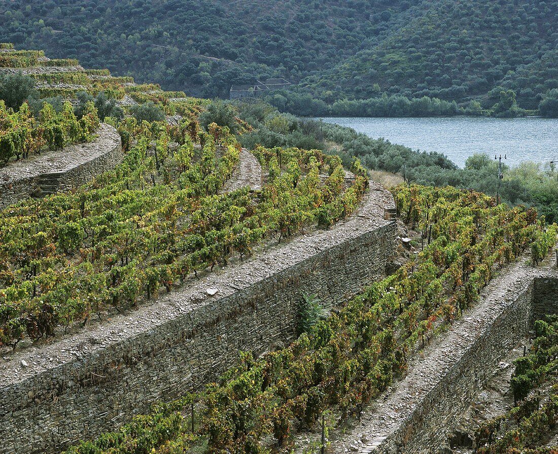 Tiered vineyard, Taylors Fladgate & Yeatman, Douro, Portugal