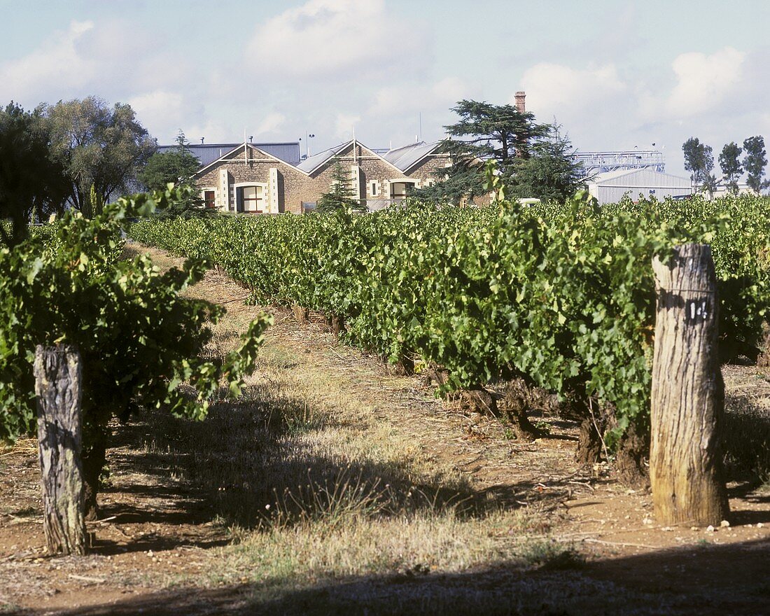 Das Weingut Wynns bei Connawarra, Südaustralien