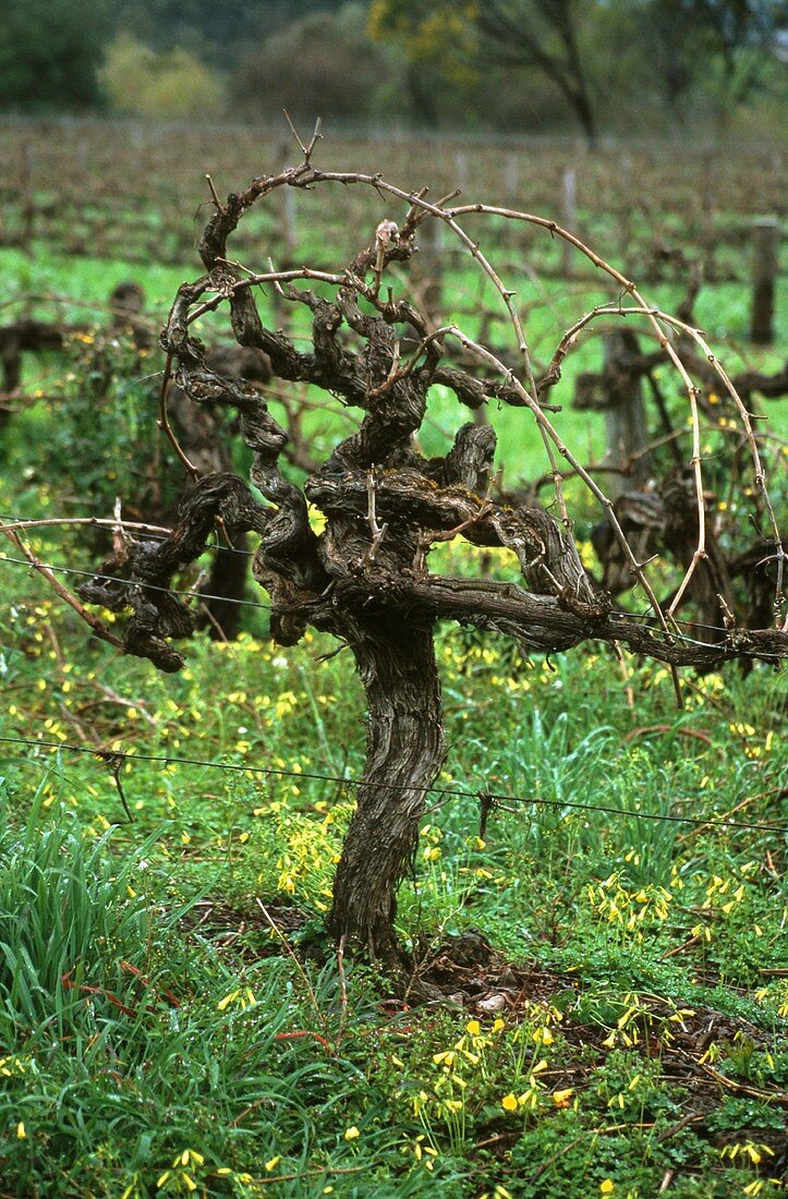 Hundred year old Syrah vine, McLaren Vale, Australia