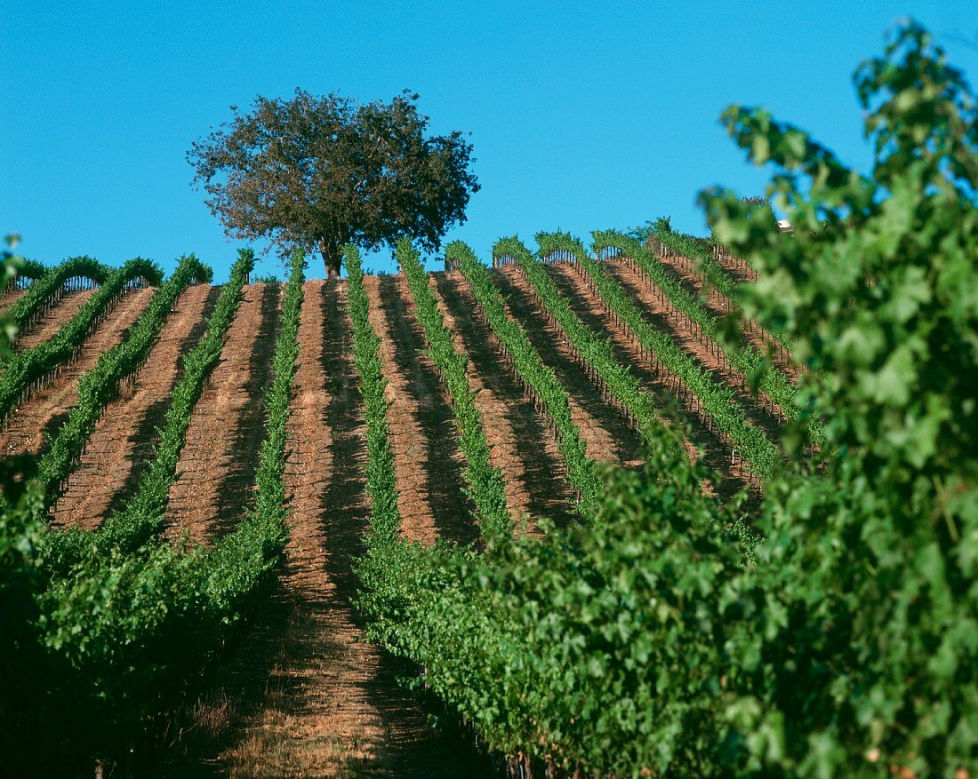 Vineyard in Alexander Valley, Sonoma, California, USA