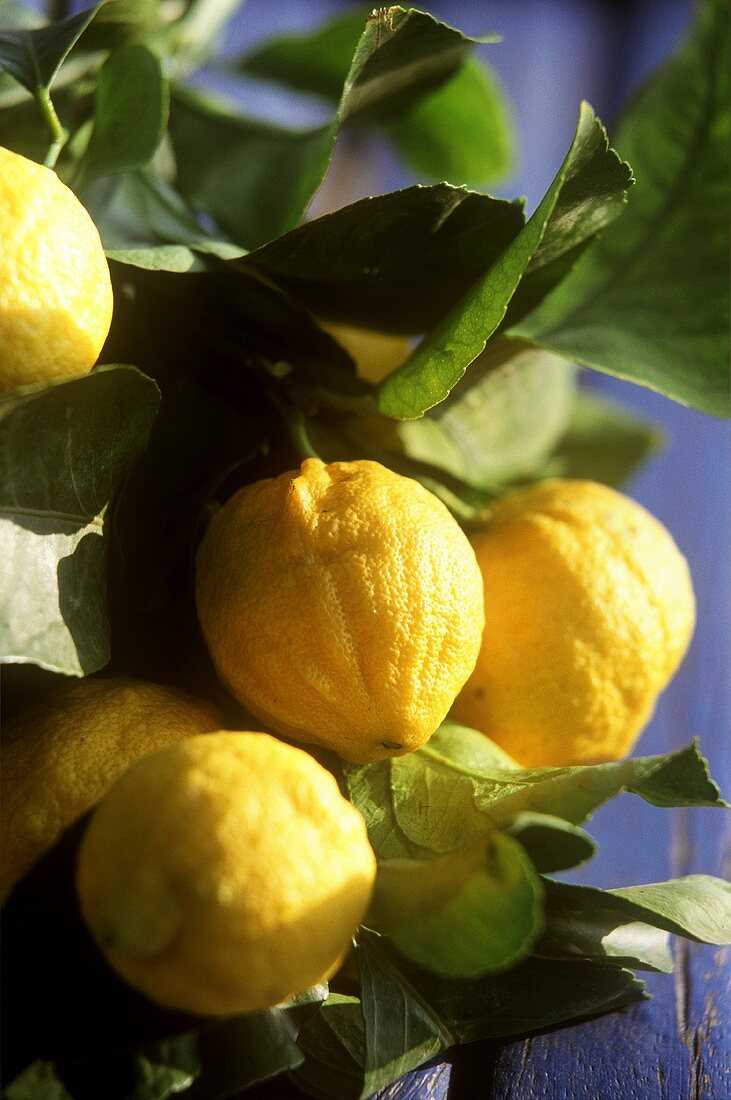 Lemons on tree (Menton, France)