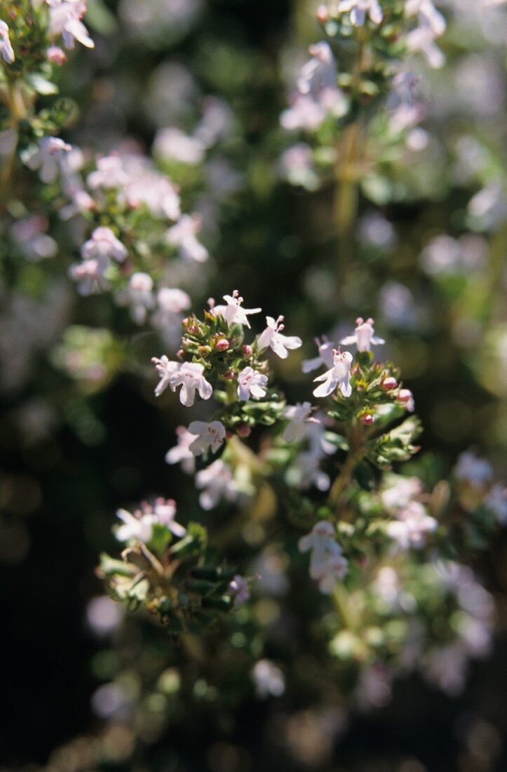 Thyme with white flowers