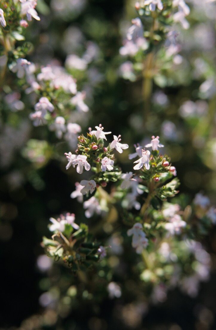 Thymian mit weissen Blüten