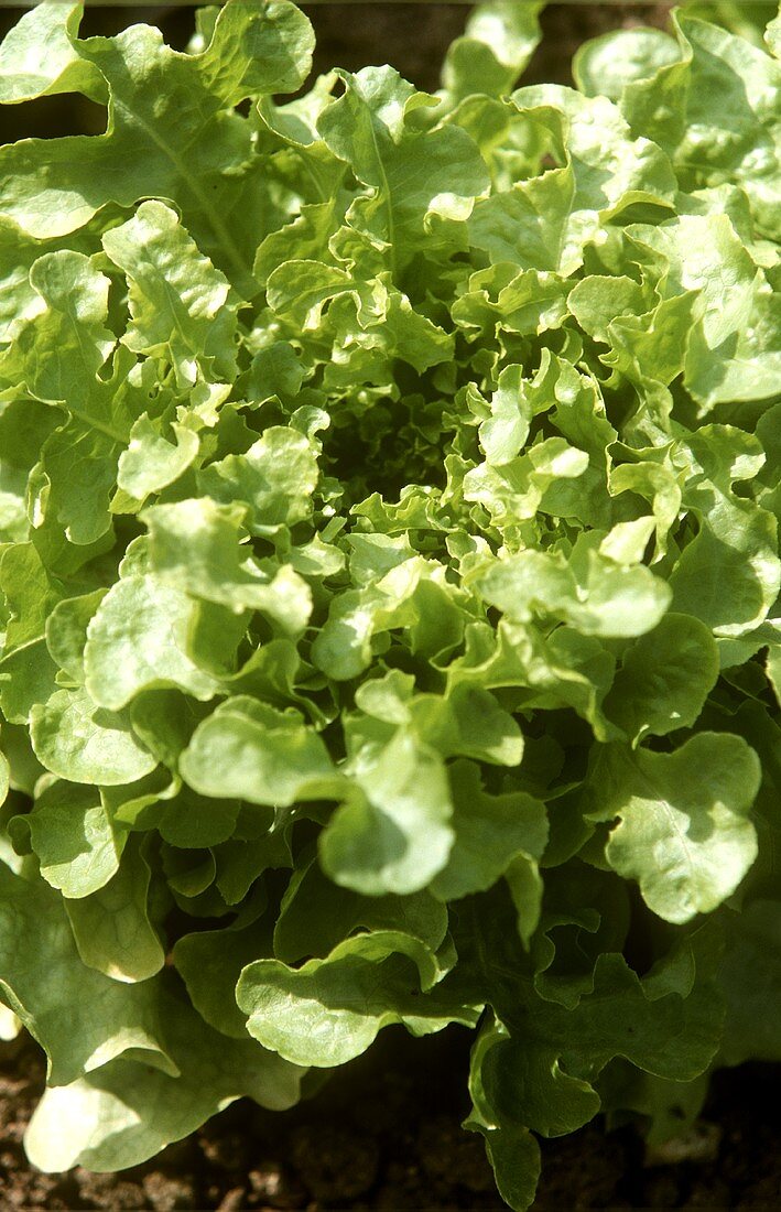 Oak leaf lettuce in the field