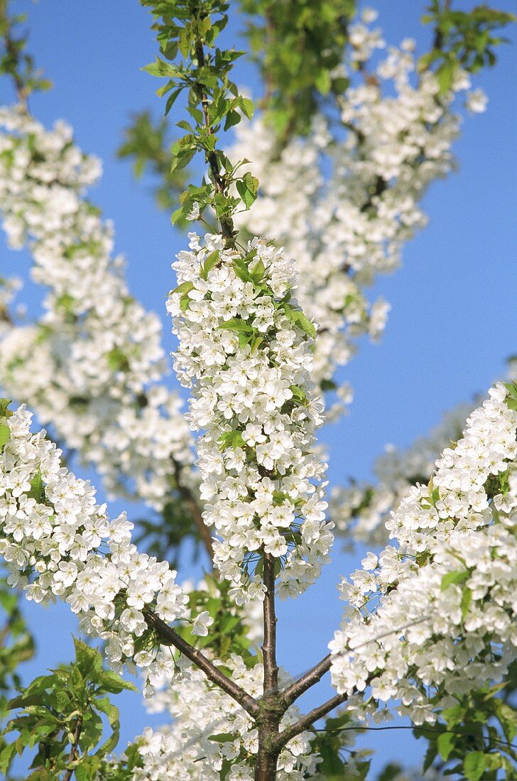 Blühender Apfelbaum (Nahaufnahme)