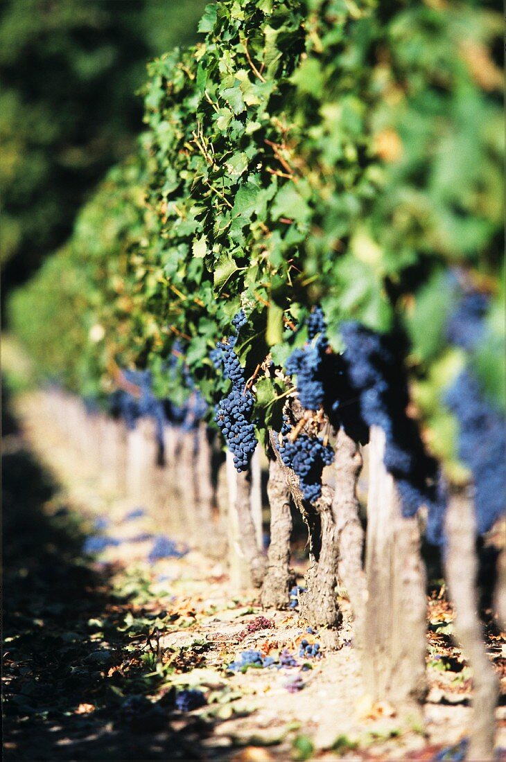 Merlot grapes on the vine, Pomerol, France