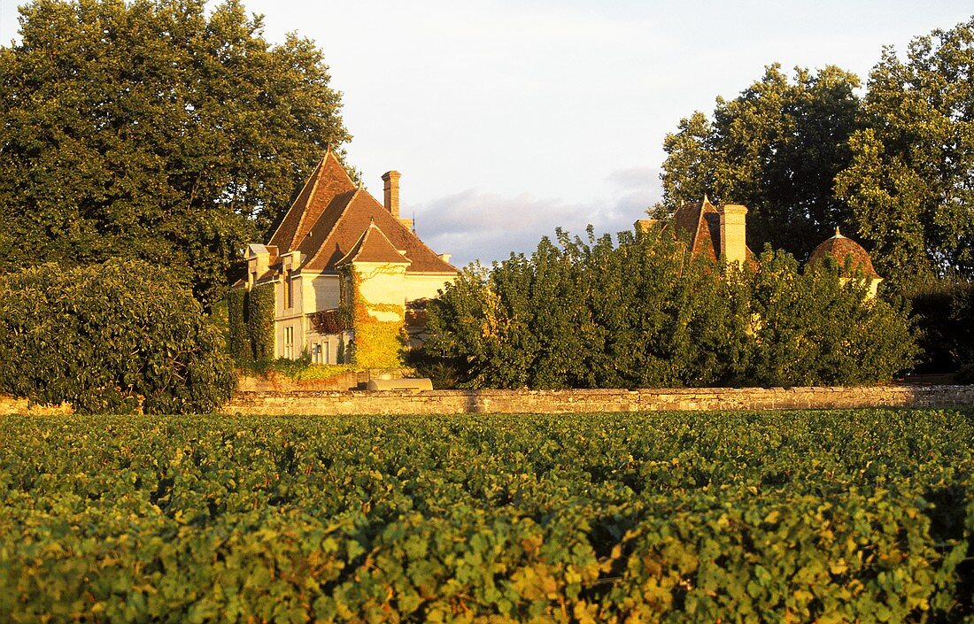 Chateau Rausan-Segla vineyard, Margaux, Bordeaux
