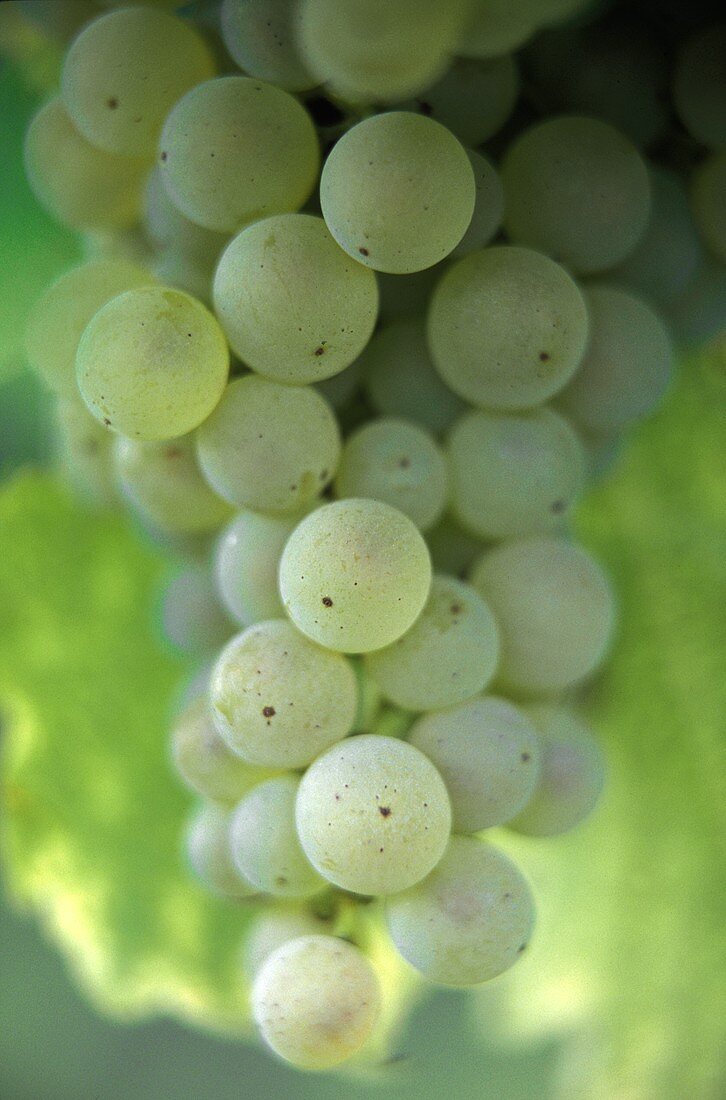 Chenin-Blanc-Weintraube, Bergerac, Bordeaux