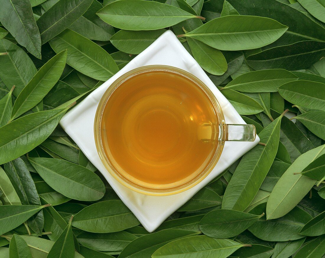 A cup of mate tea on fresh leaves (Ilex paraguayensis)