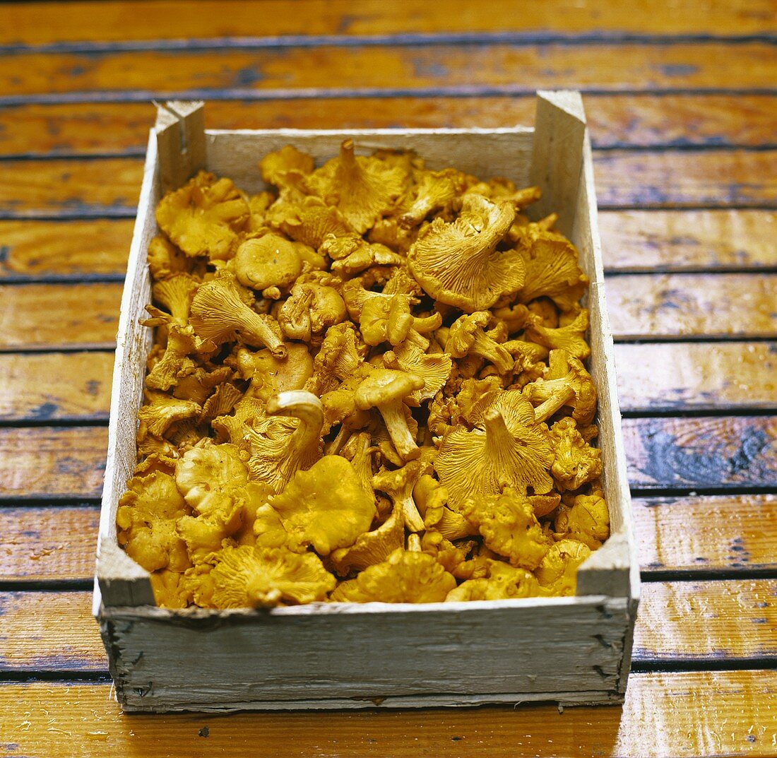 Chanterelles in a crate