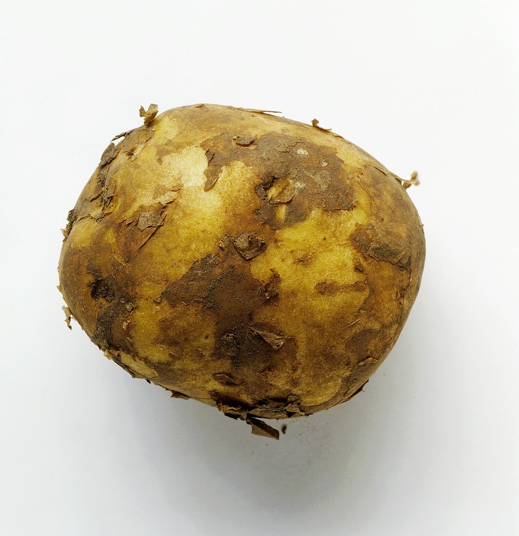 Eine Kartoffel (Sorte: Spunta)