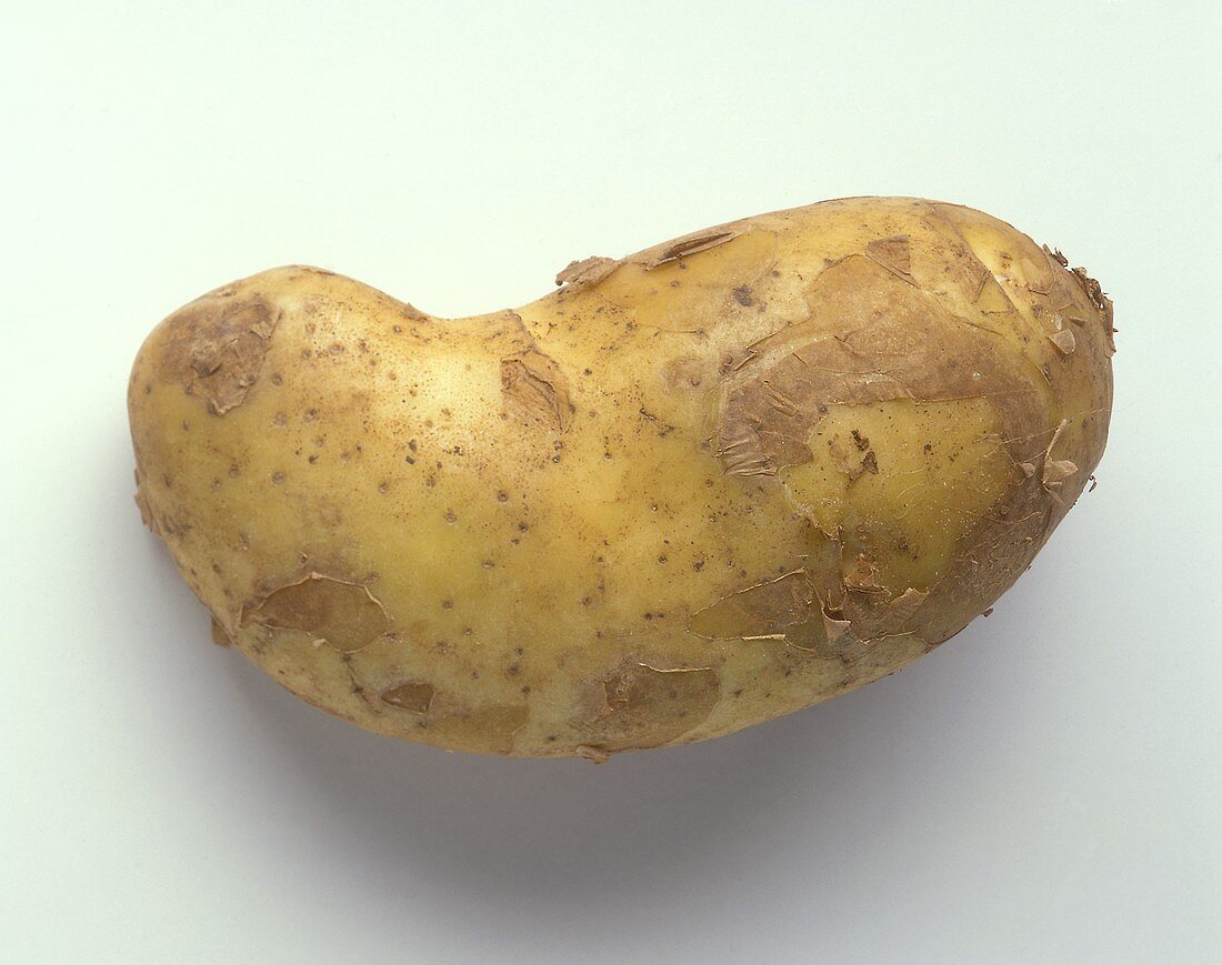 Eine Kartoffel (Sorte: italienische Sieglinde)