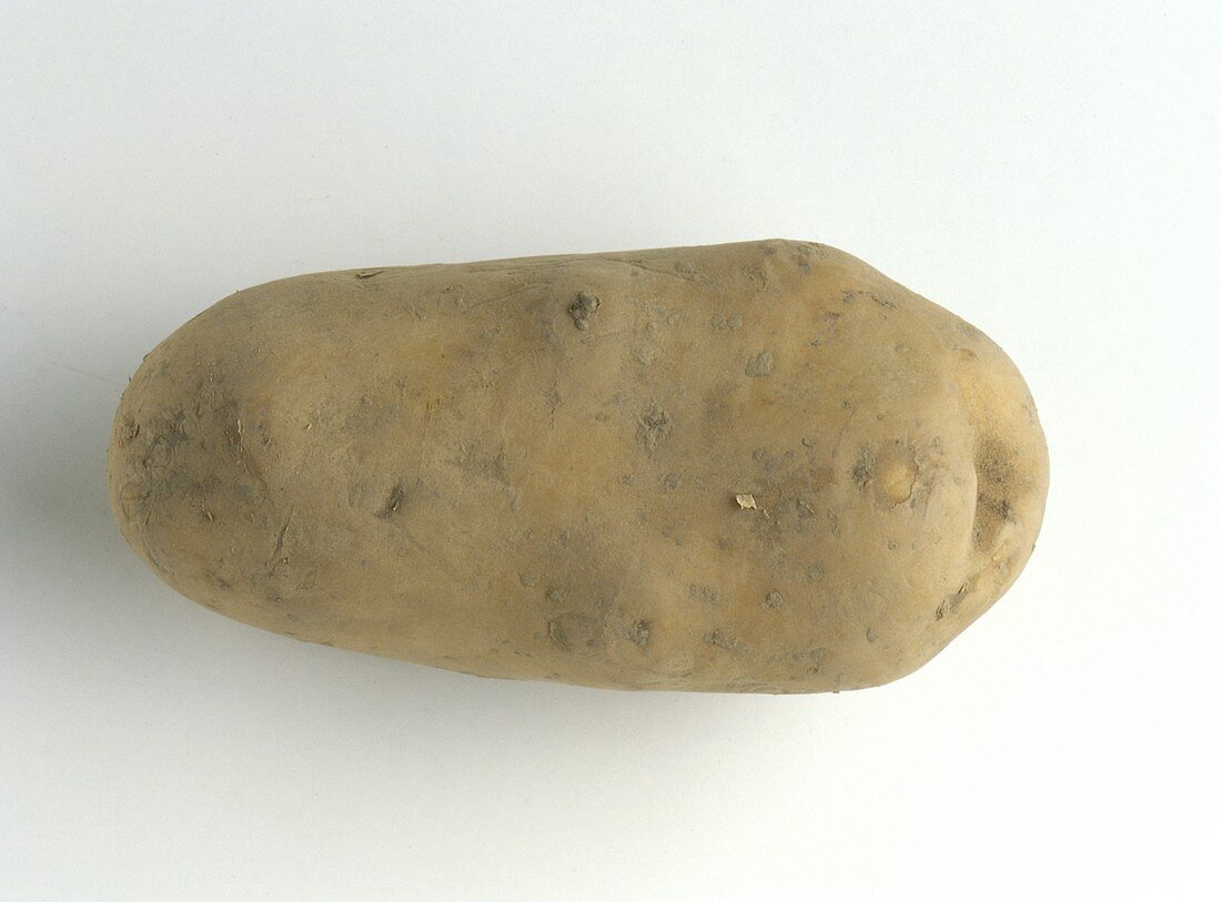 A potato (variety: Ditta)