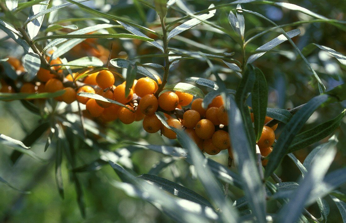 Sanddornbeeren am Strauch