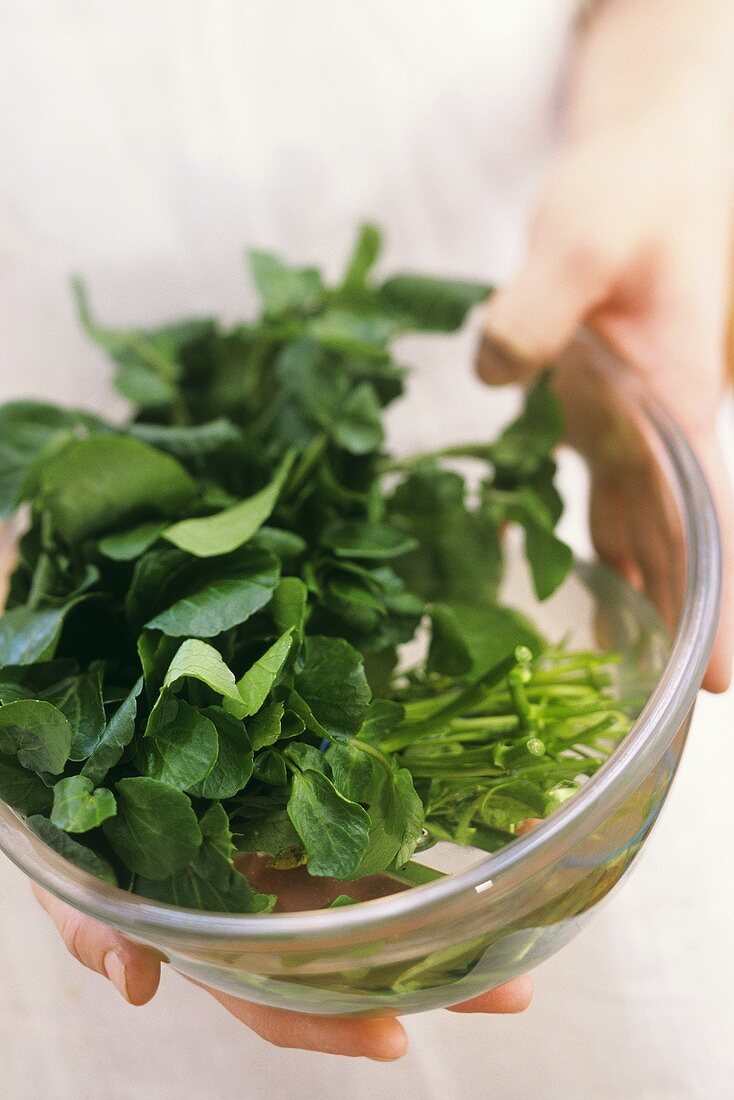 Fresh watercress (for garnishes) in bowl