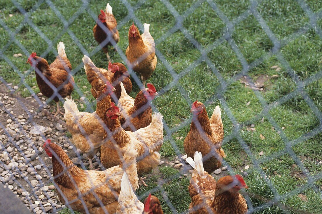 Brown hens in the meadow behind a fence