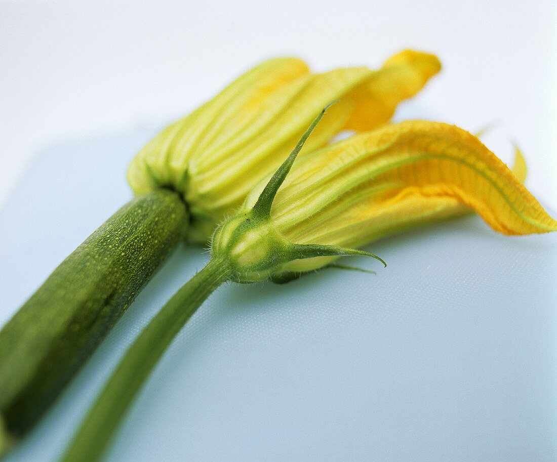 Courgette flowers: female with fruit and male with stalk
