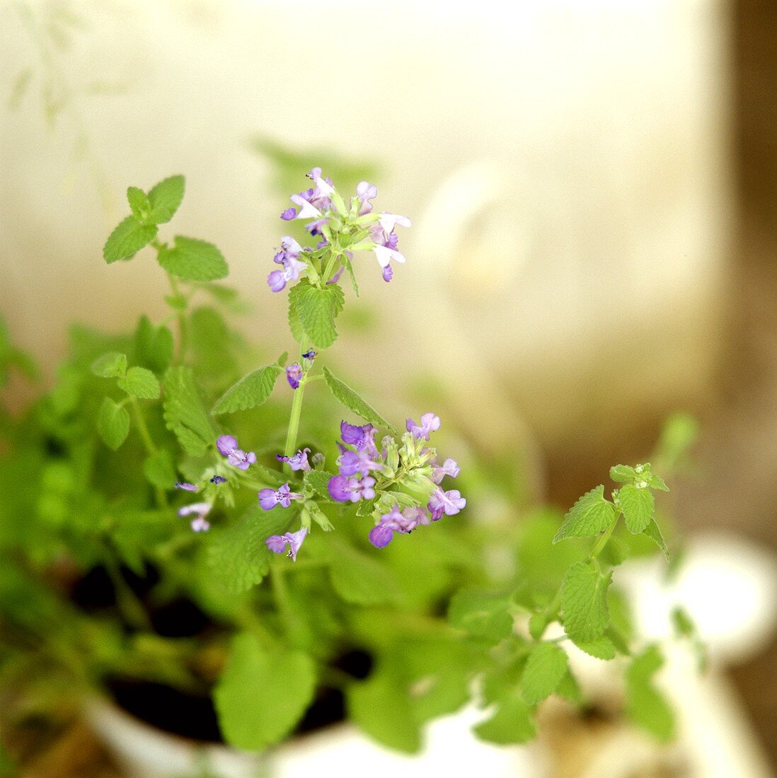 Catmint (Nepeta cataria) in a cache-pot