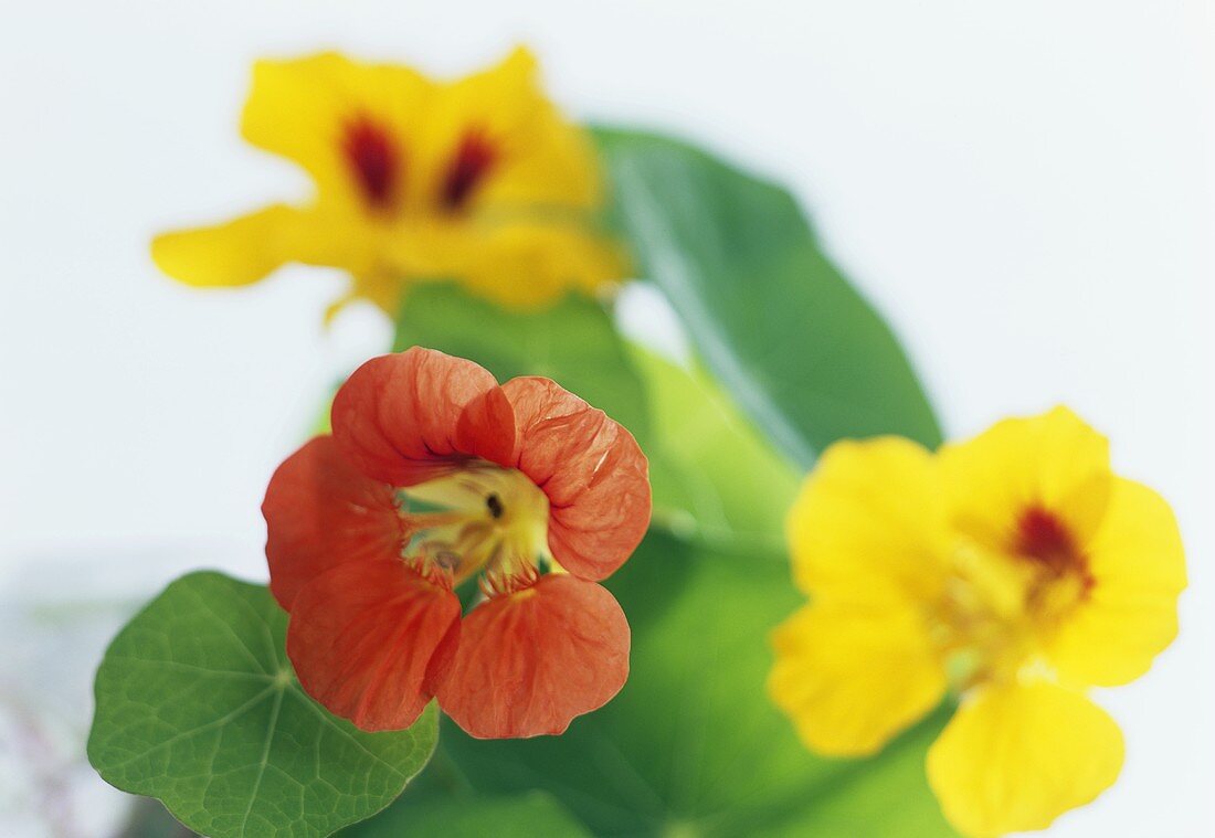 Nasturtiums with flowers