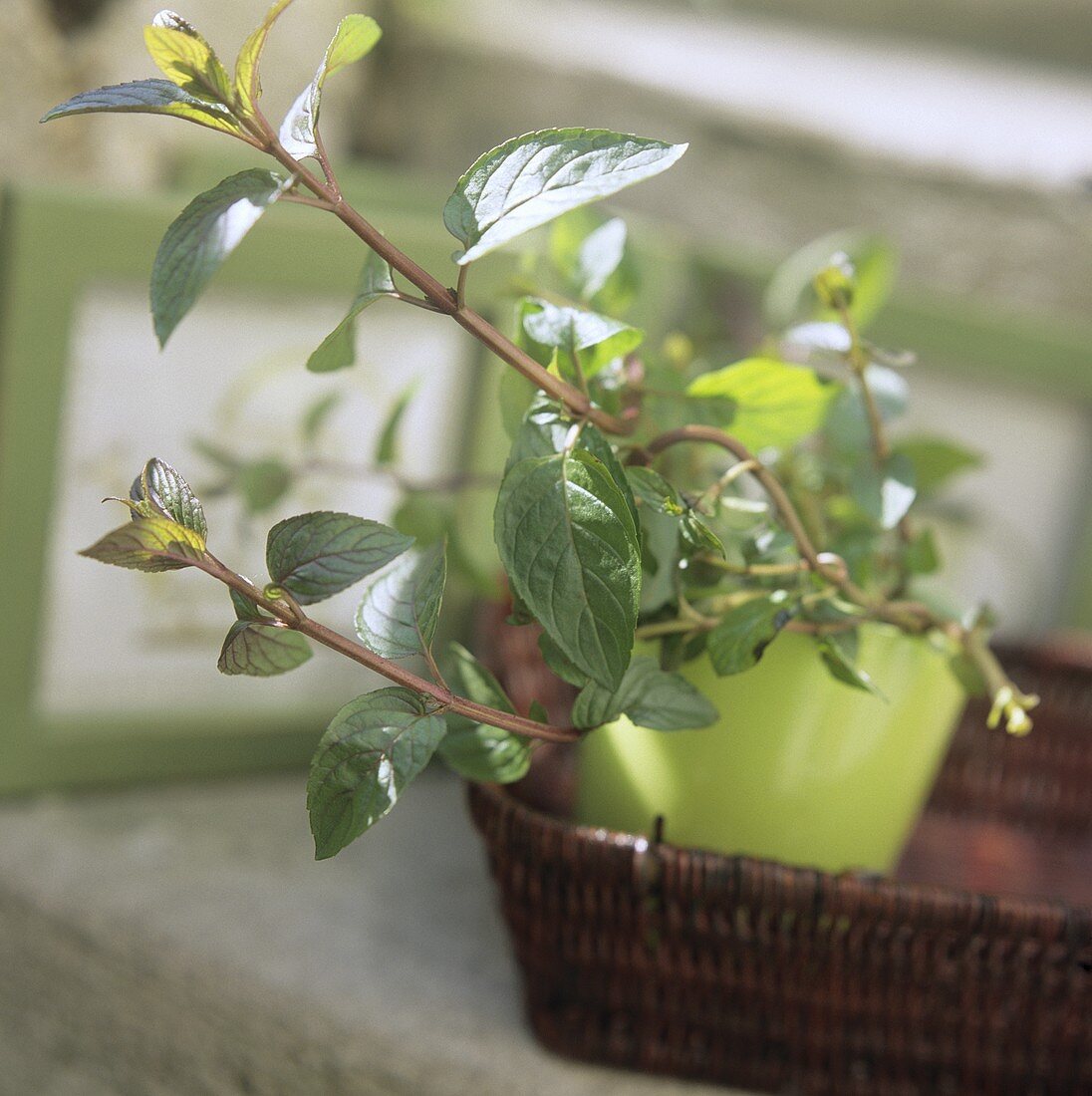 Peppermint plant (Mentha x piperita) in flowerpot