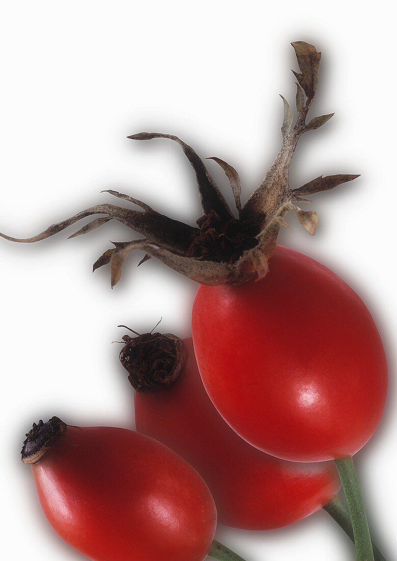 Three rose hips in artistic surreal shot