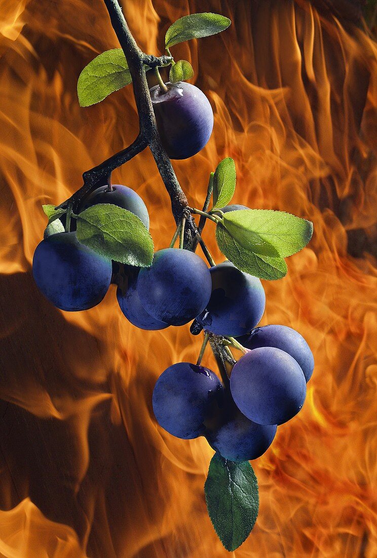 Collage: branch with sloes in front of fire