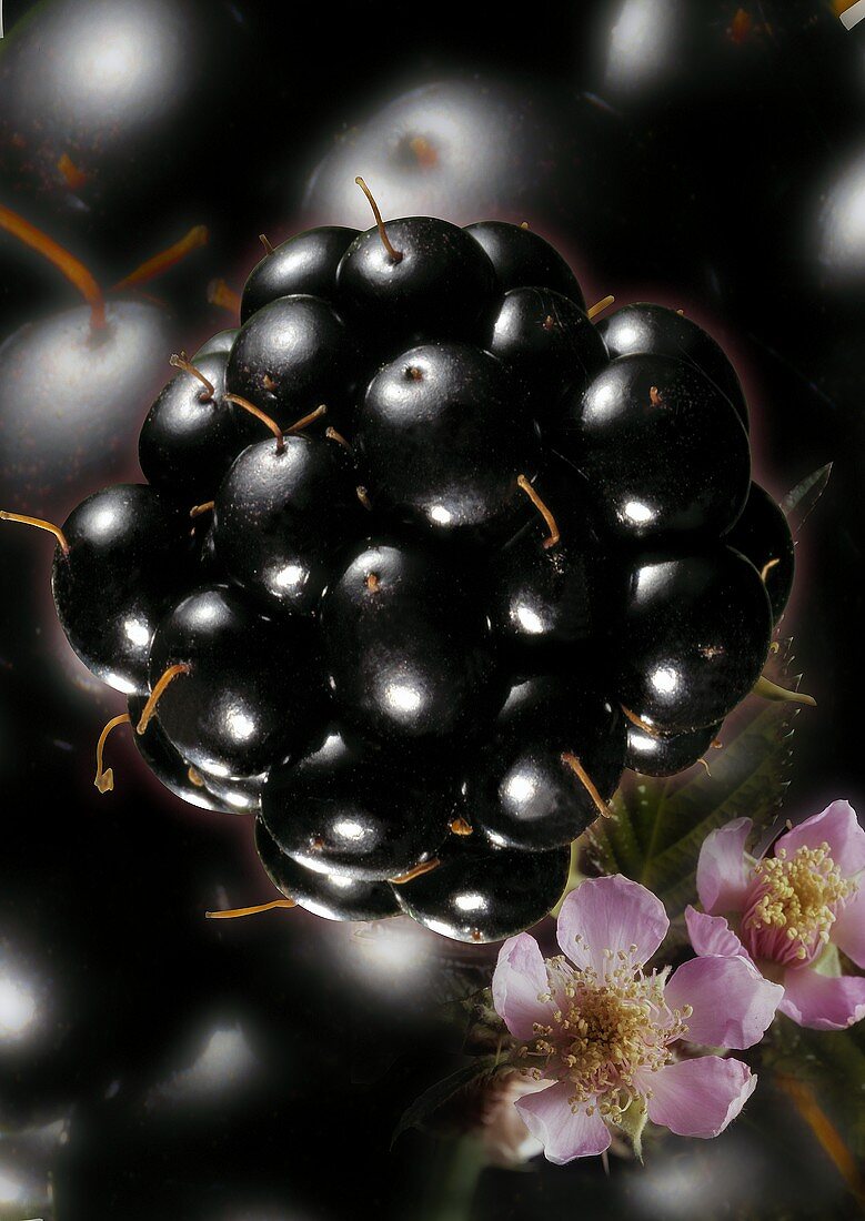 Artistic still life with blackberry & blackberry flowers
