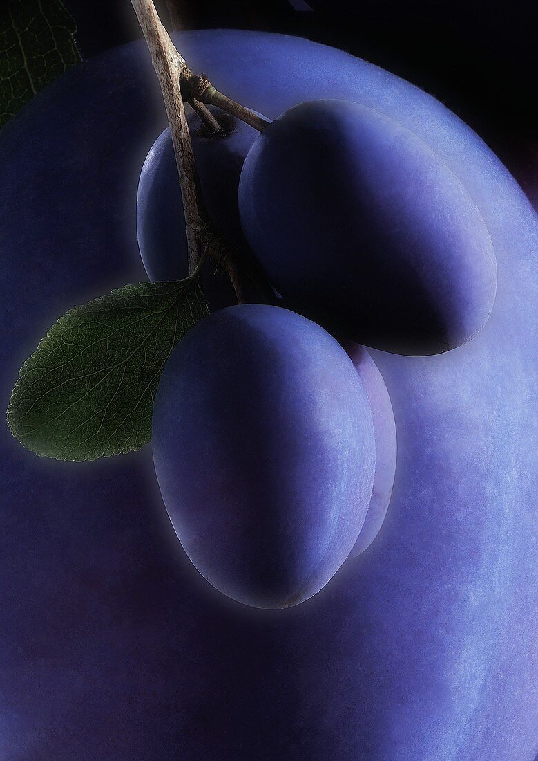 Artistically arranged still life with plums