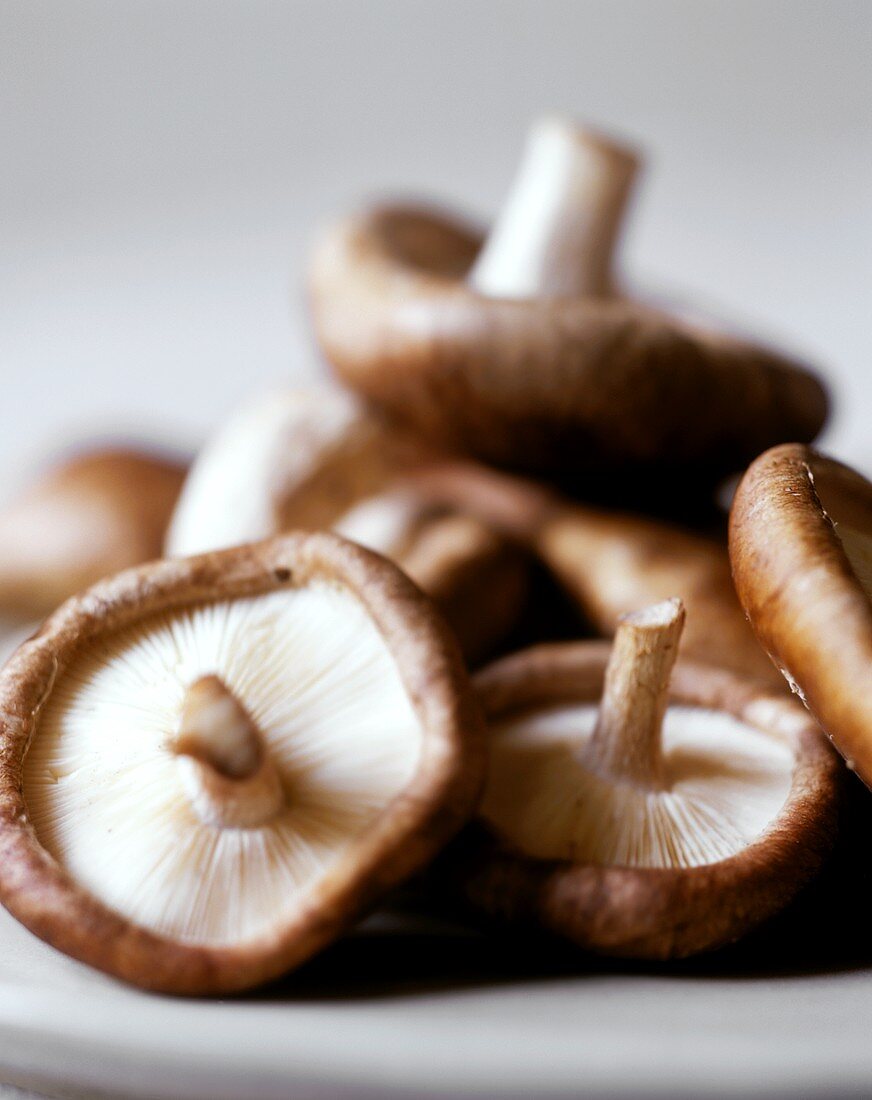 Several Shiitake mushrooms