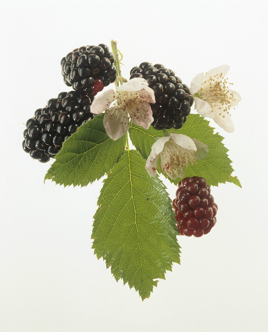 Brombeeren mit Blättern und Blüten