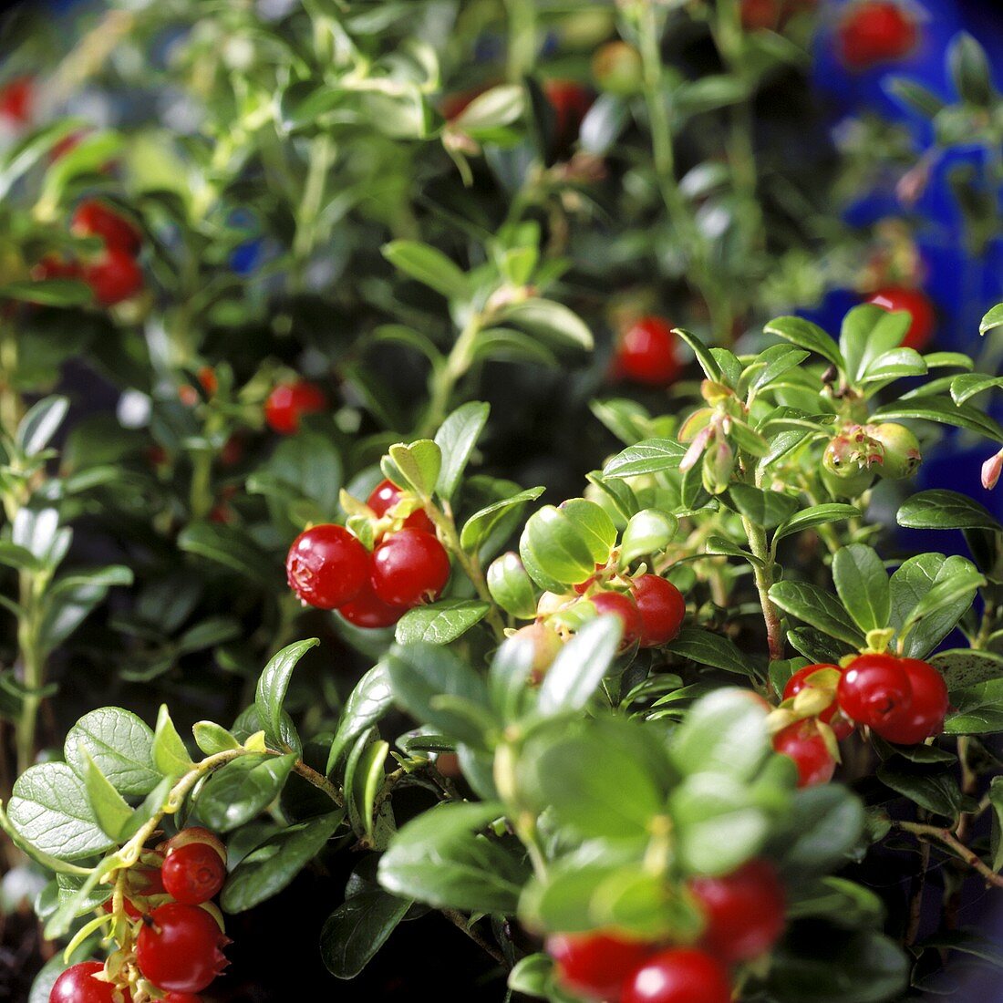 Preiselbeeren am Strauch