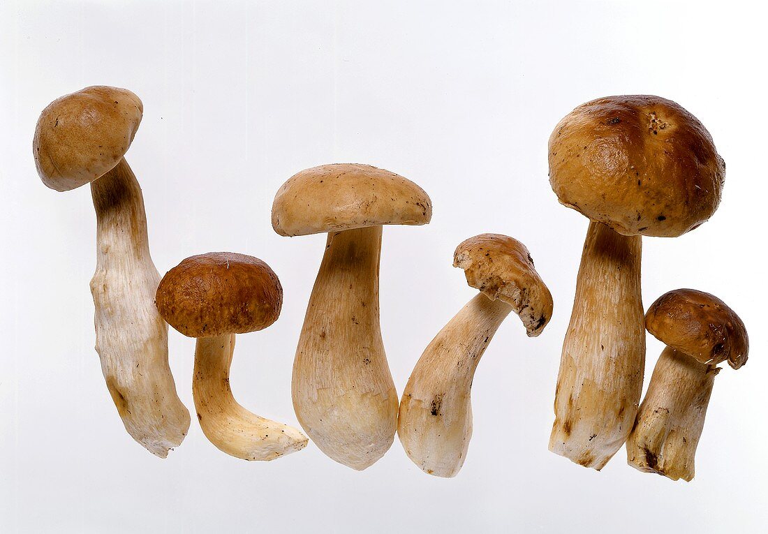 Whole ceps on white background