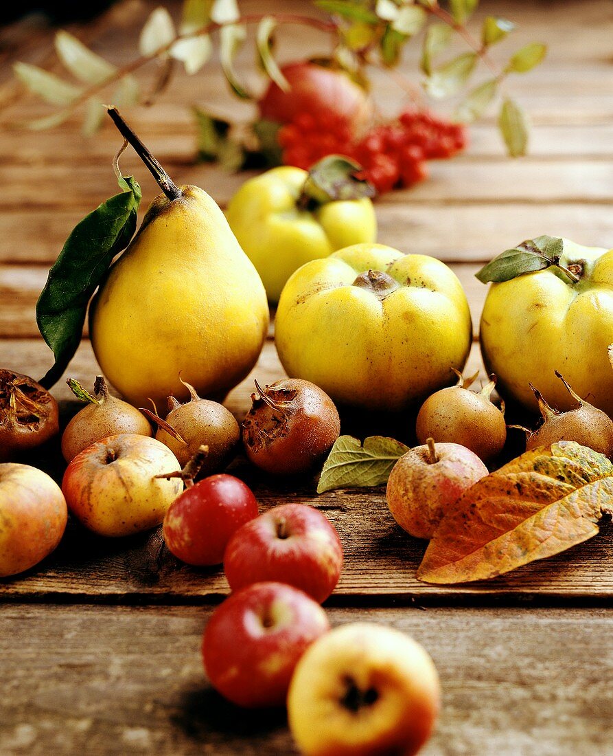 Herbstfrüchte: Quitten; Mispeln; Eberesche; Äpfel und Birnen