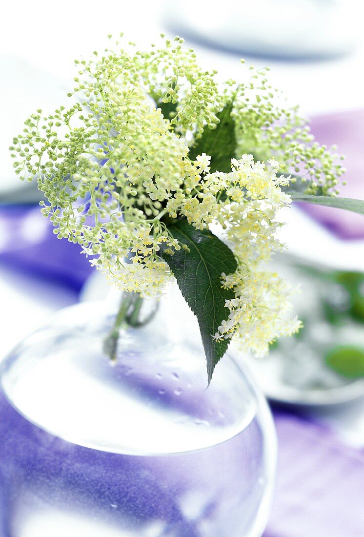 Fresh elderflowers in a vase