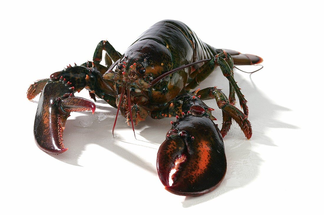 A lobster