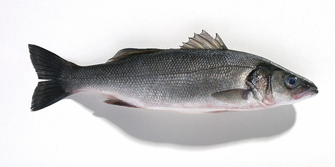 A sea bass