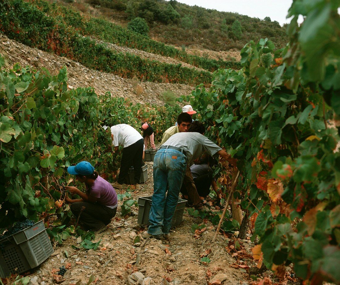 Harvest time in Taylors Fladgate & Yeatman vineyard, Portugal