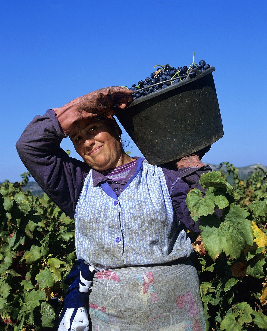 Harvest worker in vineyard, Chateauneuf du Pape, Rhone