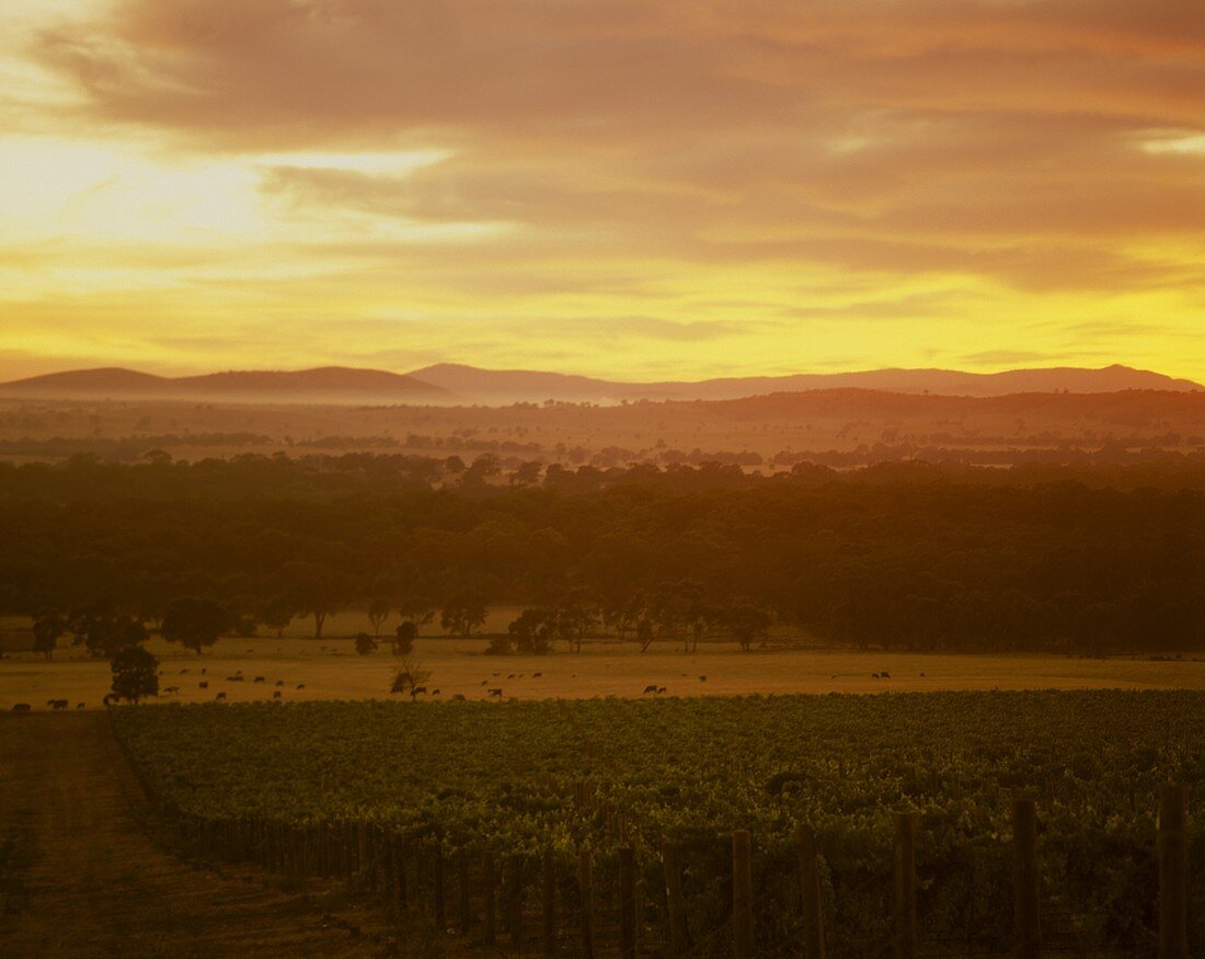 Vineyards at Great Western, Victoria, Australia