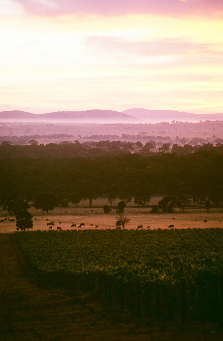 Sonnenaufgang über den Weinbergen von Seppelt, Victoria