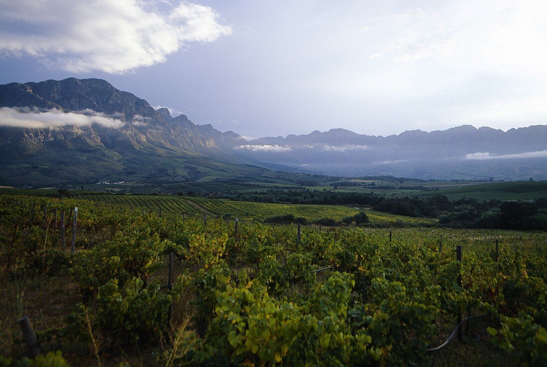 Weinberge von Twee Jongegezellen, Tulbagh, Südafrika