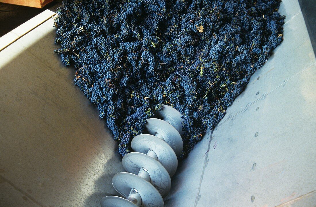 Grapes in grape mill or "screw", Midi, France 