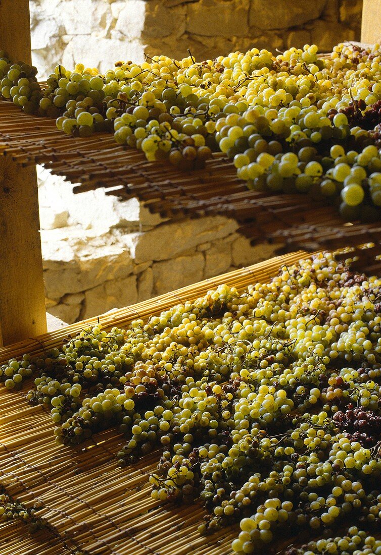 Muskat-Weintrauben trocknen auf Stohmatten, Piemont, Italien