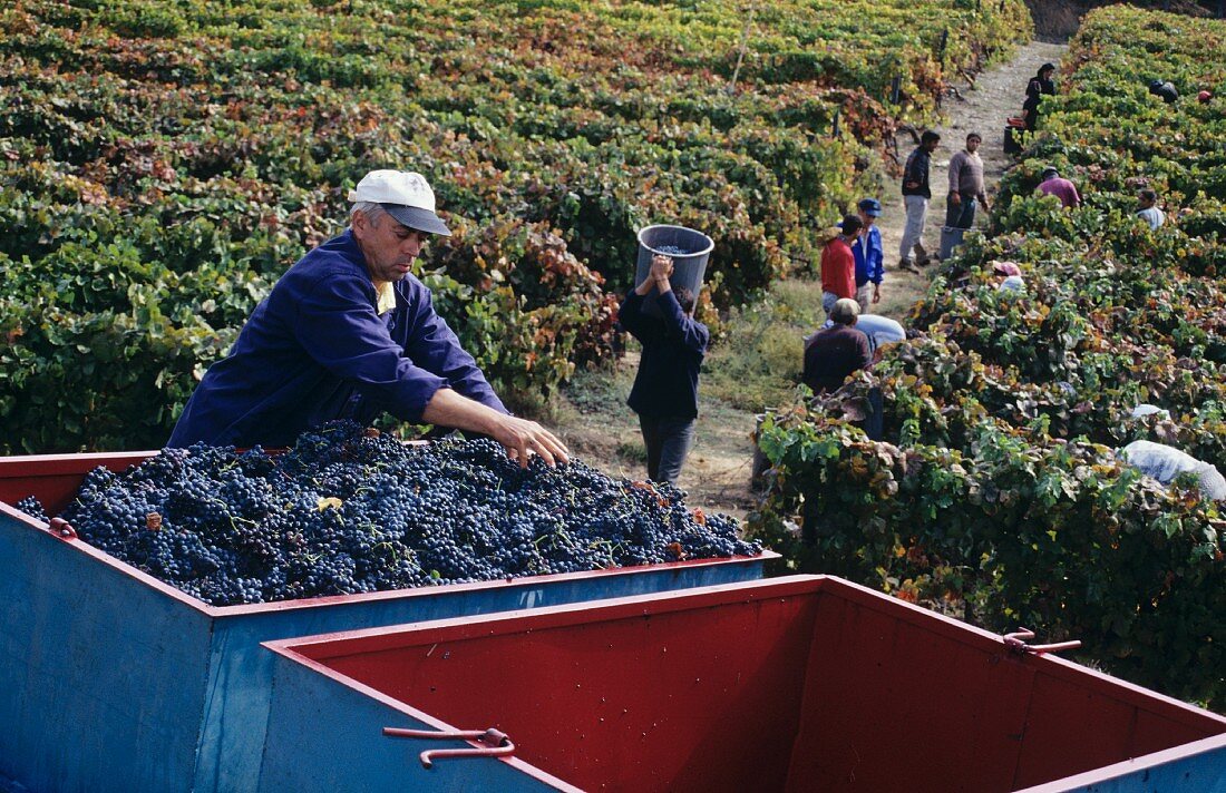 Harvest in Taylors Fladgate & Yeatman vineyard, Quinta da Roeda