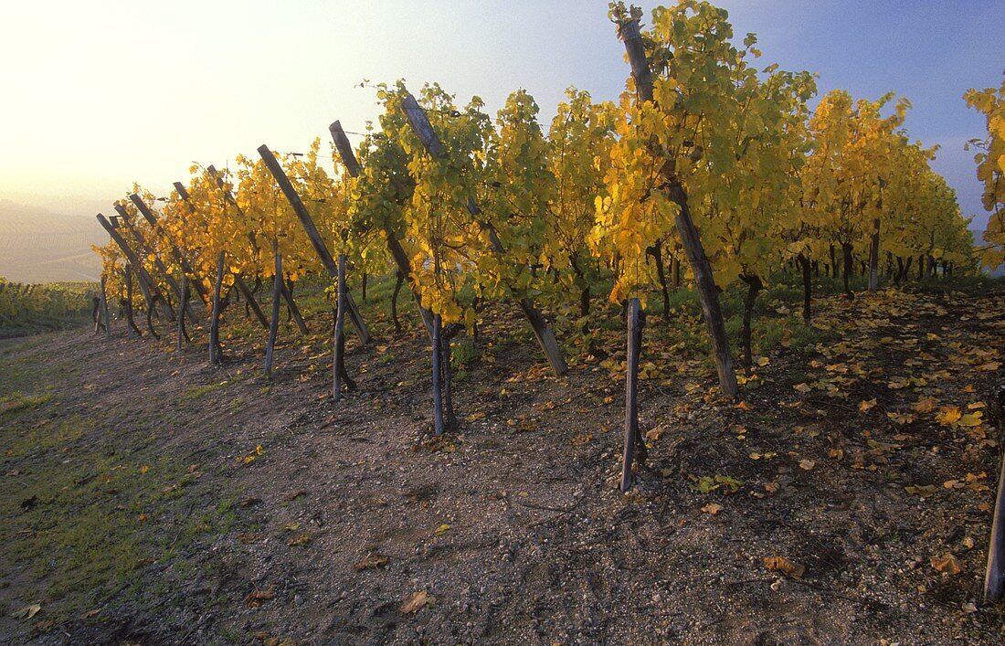 Riesling grapes thriving in Brand vineyard, Turckheim, Alsace