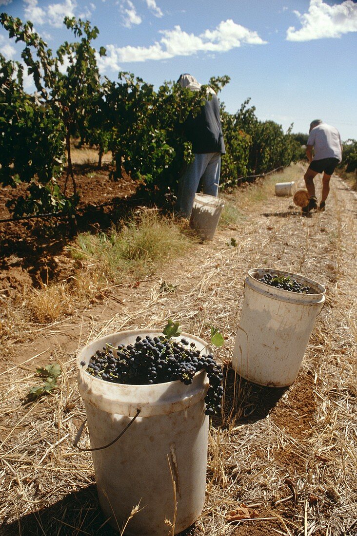 Picking grapes by hand, Peter Lehmanns, Barossa Valley