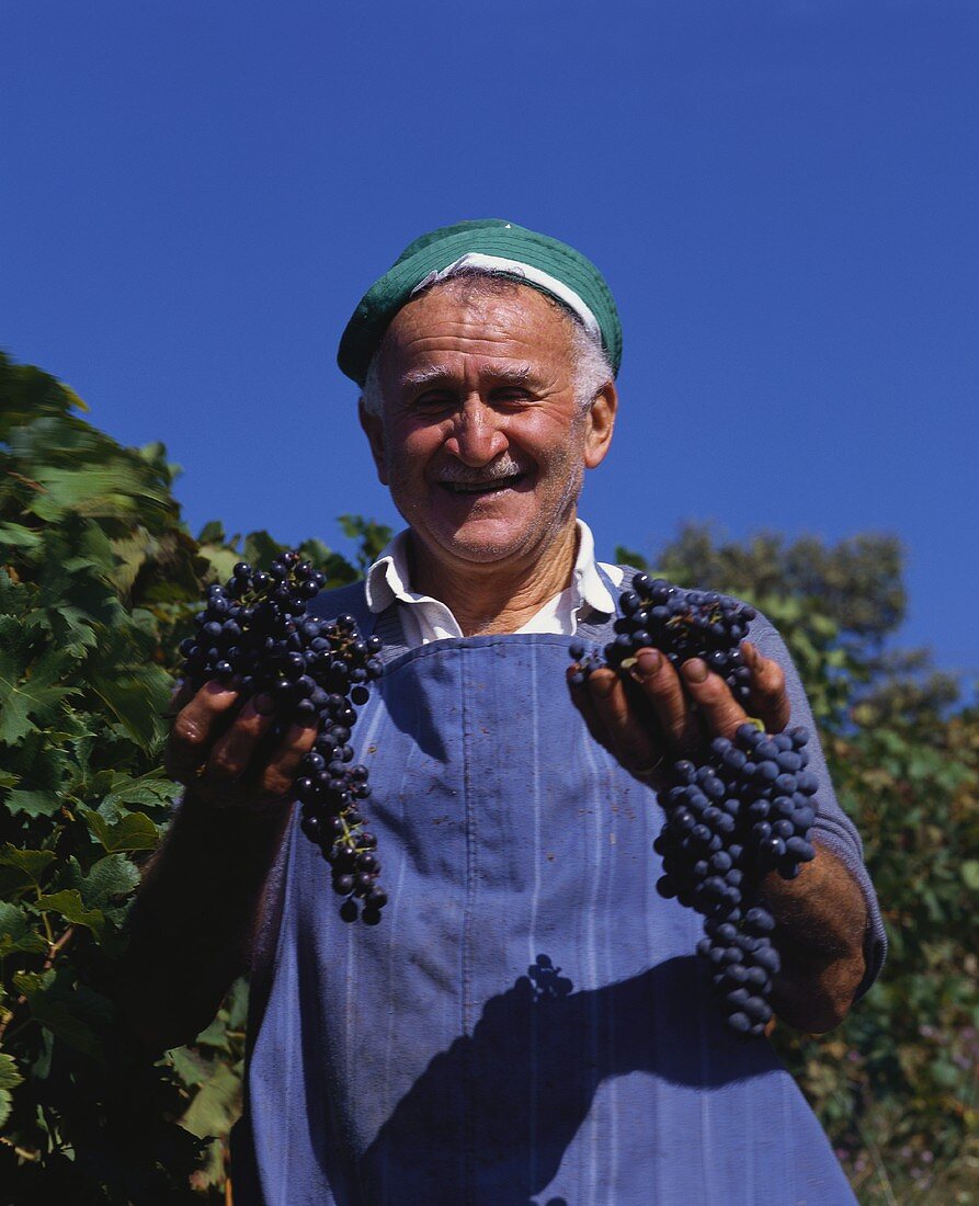 Grape-picker proudly showing freshly picked grapes, Abruzzi