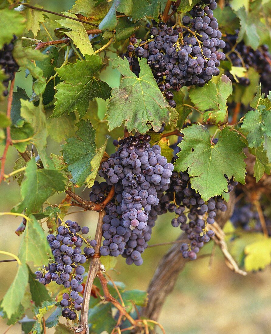 Sangiovese-Weintrauben an der Rebe, Toskana, Italien